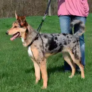 ARNÉS EASY WALK BASIC PARA PERROS
