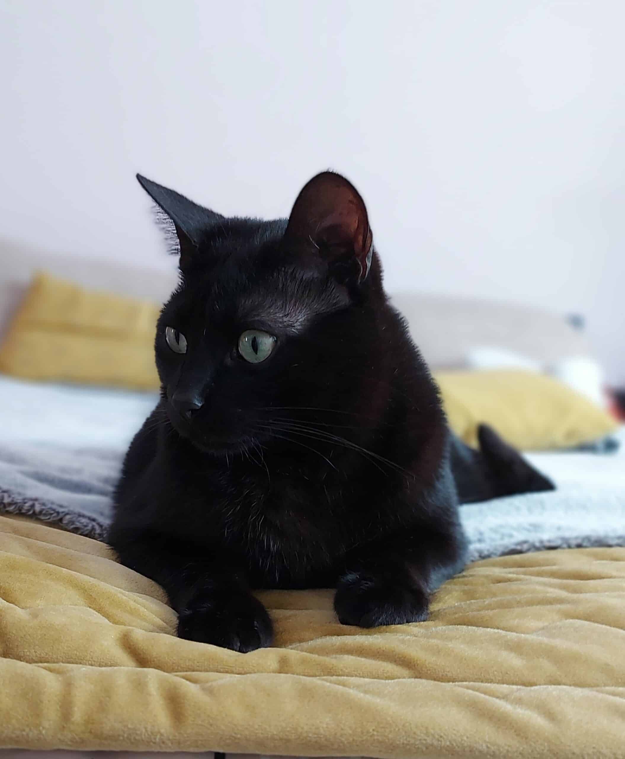 ALAN (gato negro)