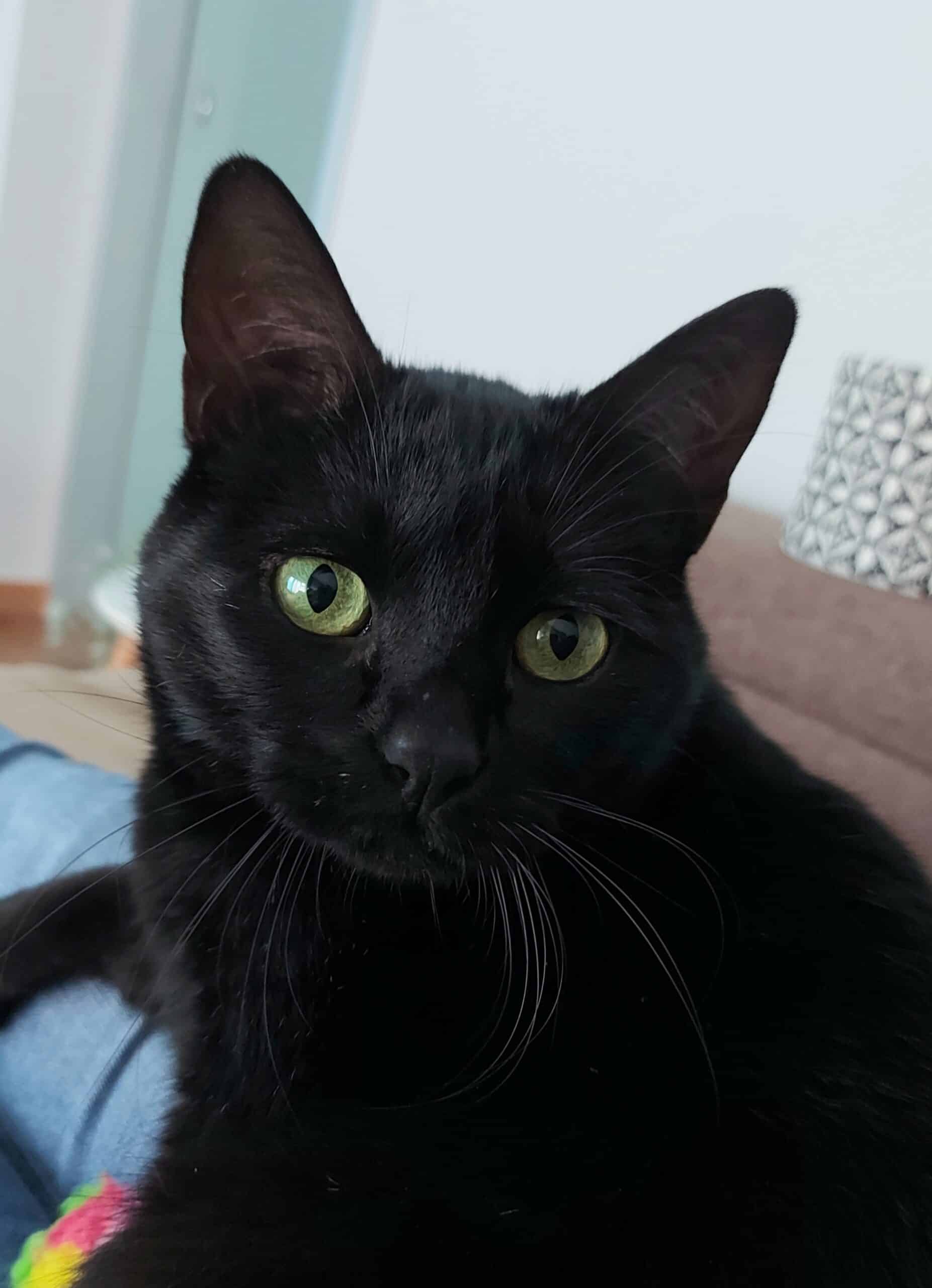 NOCHE (gata negra)