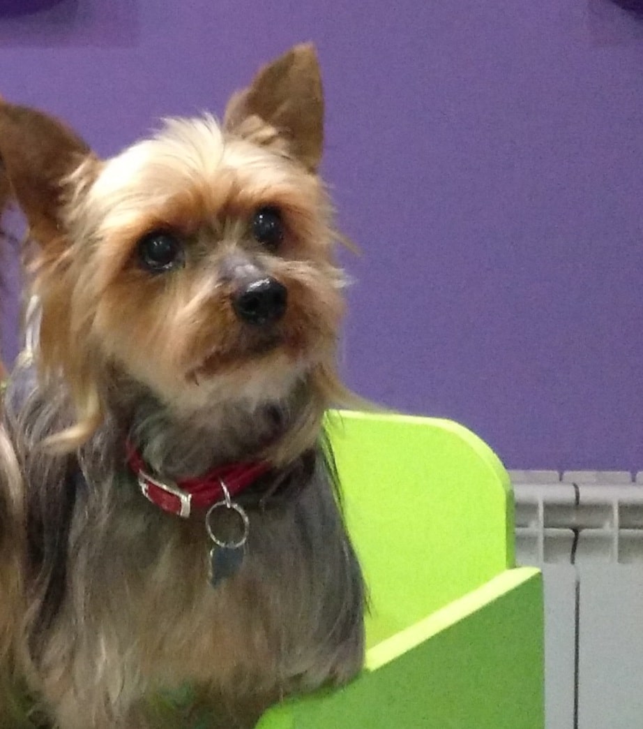TEO (yorkshire terrier)