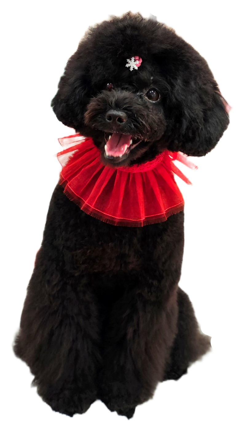 Hola, soy Roma Arcoiris, hija de peluquera canina y modelo.