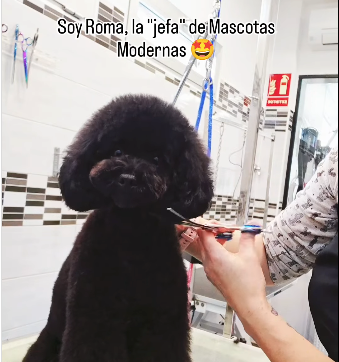 peluqueria1