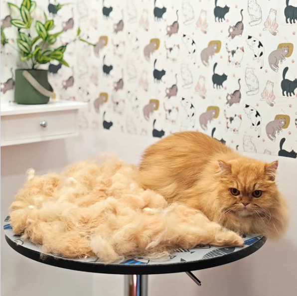 peluqueriagatos1