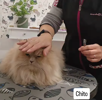 peluqueriagatos2
