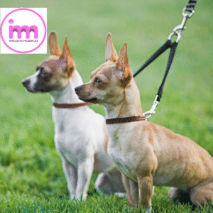 ACOPLE DE NYLON  DÚO PARA PERROS – Largo 35 cm