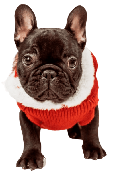 bulldog sin fondo